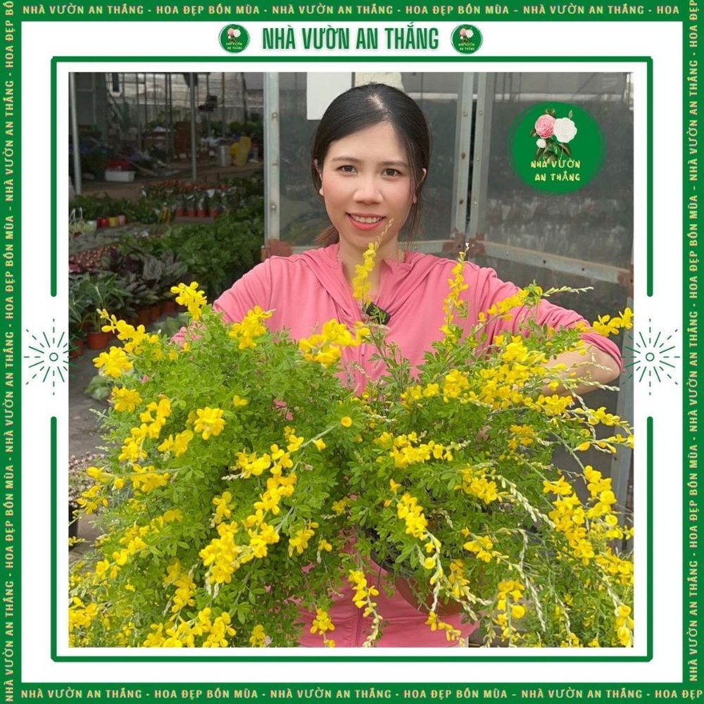 Cây Hoàng Kim Thảo Vàng thơm xua đuổi côn trùng