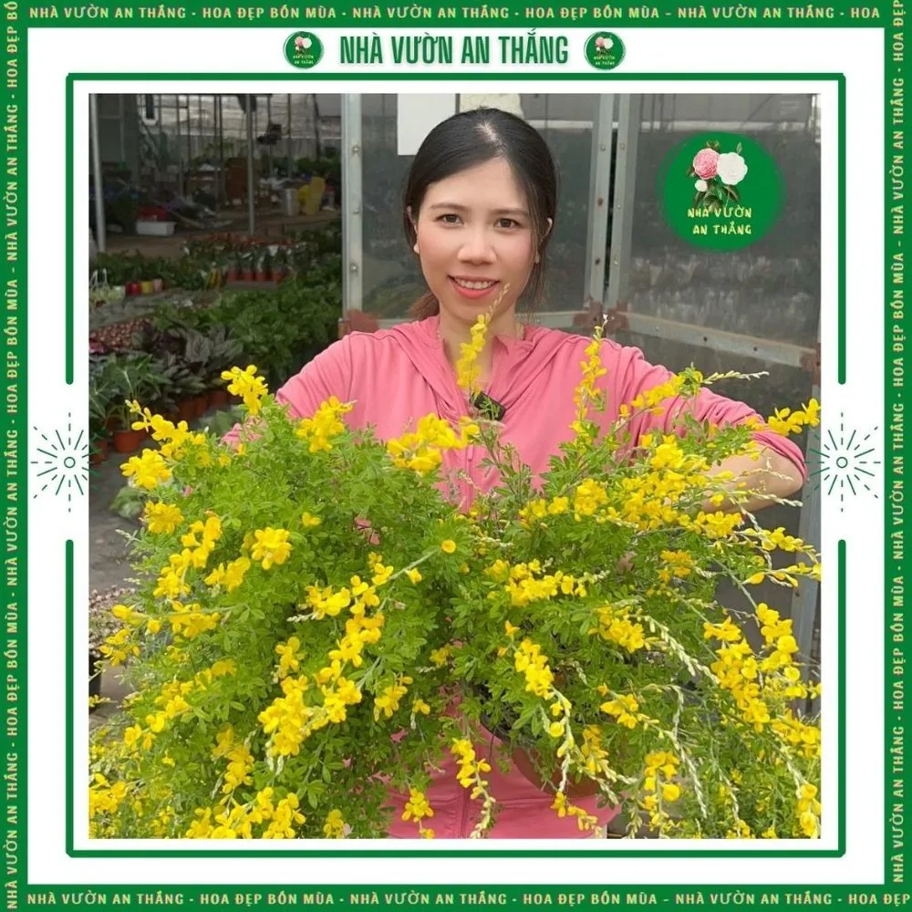 Cây Hoàng Kim Thảo Vàng thơm xua đuổi côn trùng