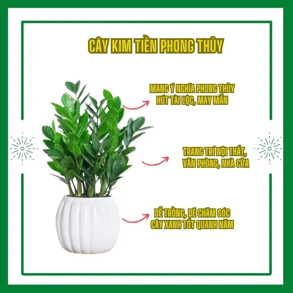 Cây kim tiền phong thủy xanh tốt quanh năm