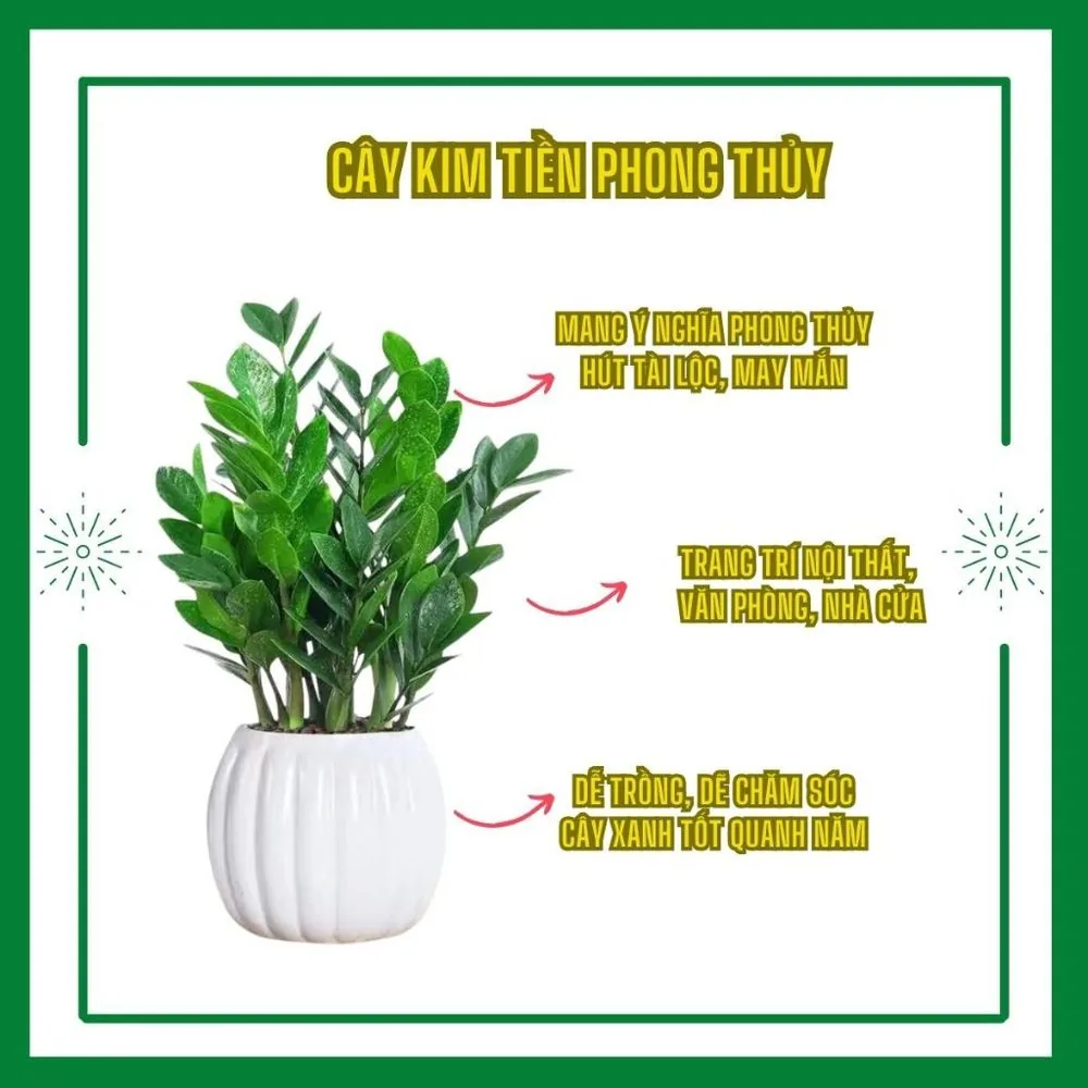 Cây kim tiền phong thủy xanh tốt quanh năm