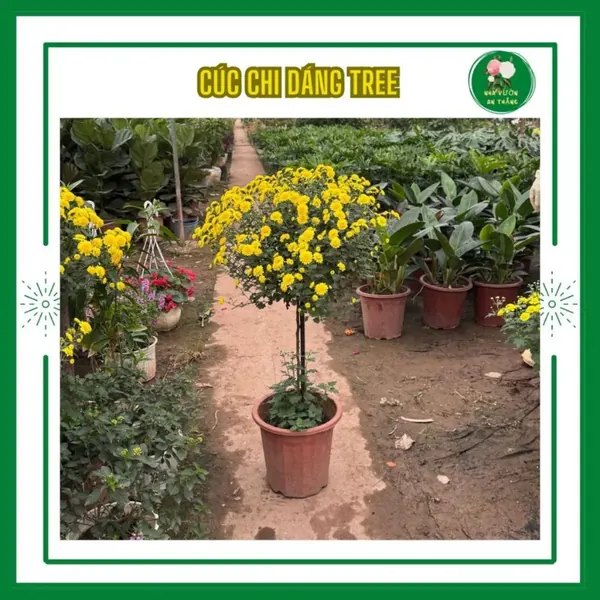 Chậu cúc chi thân gỗ dáng tree sẵn nụ hoa nở bền