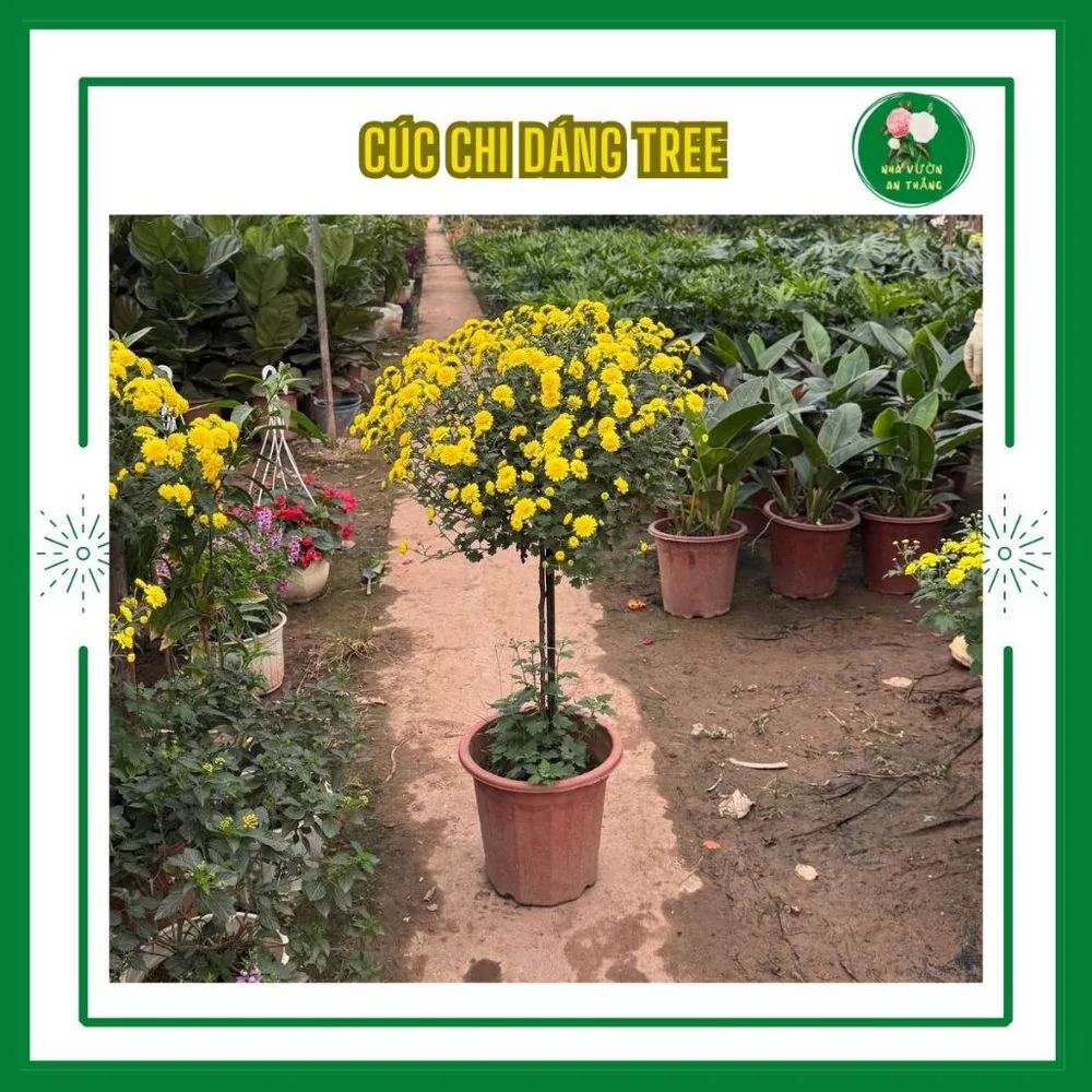 Chậu cúc chi thân gỗ dáng tree sẵn nụ hoa nở bền