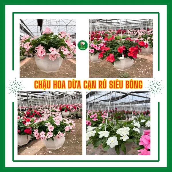 Chậu hoa dừa cạn siêu bông nhiều màu sắc trồng sân v