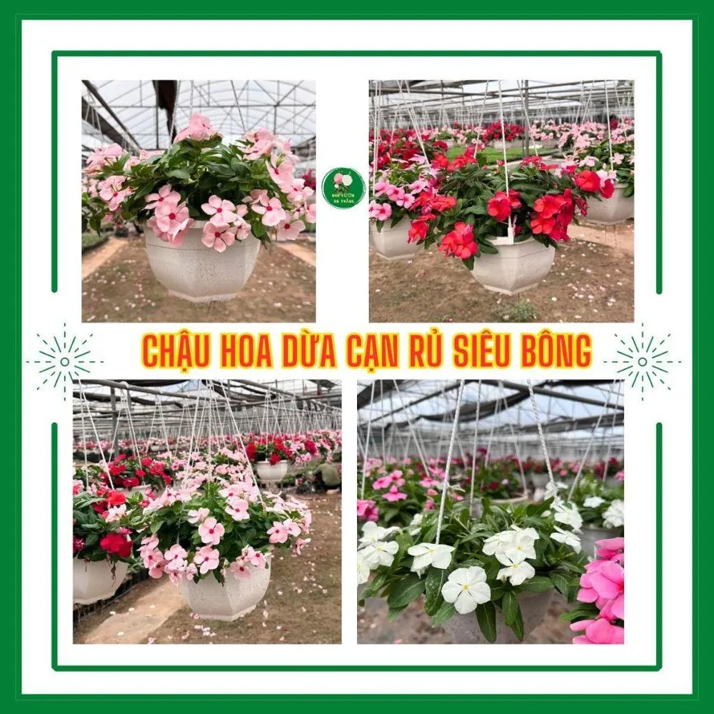 Chậu hoa dừa cạn siêu bông nhiều màu sắc trồng sân v