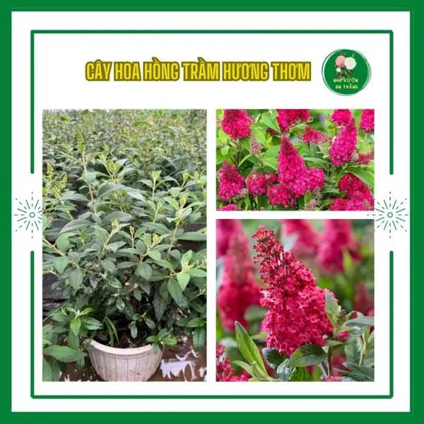 Chậu Hồng trầm hương nở quanh năm