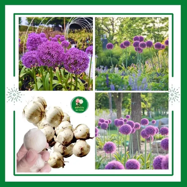 Củ giống hoa Allium Aflatunense