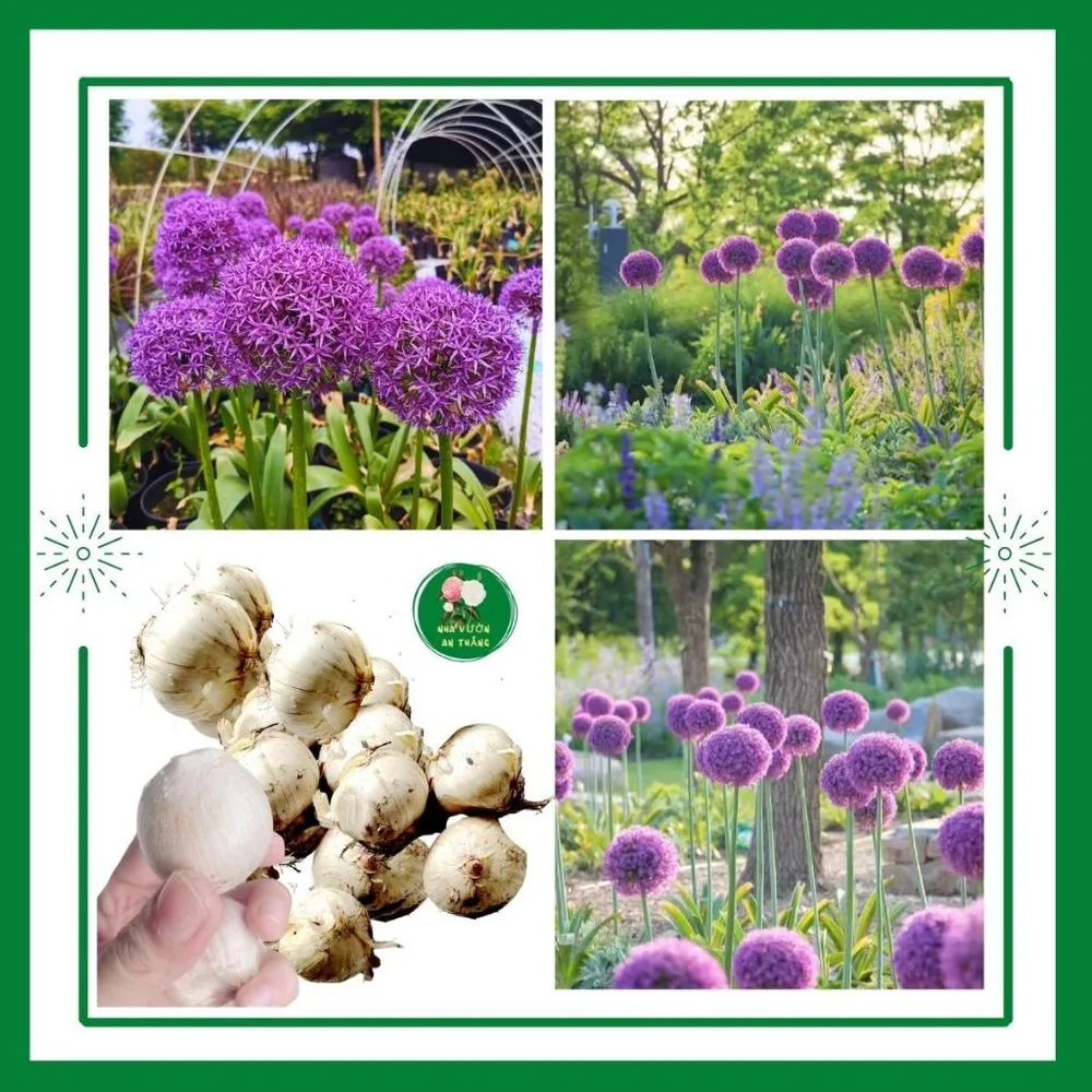 Củ giống hoa Allium Aflatunense
