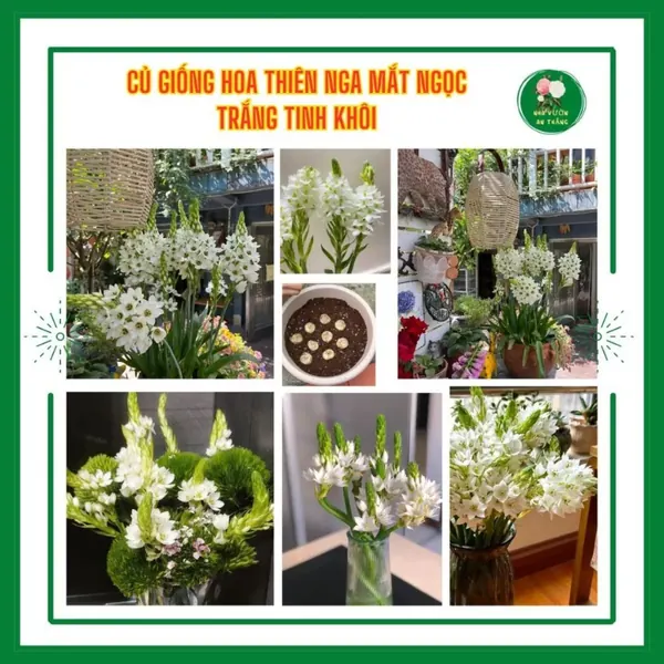 Củ giống hoa thiên nga mắt ngọc nhụy xanh lấp lánh h