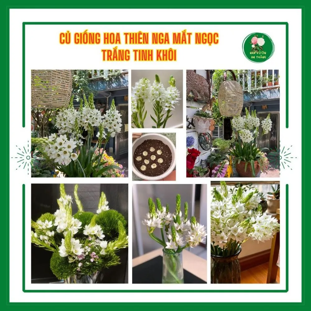 Củ giống hoa thiên nga mắt ngọc nhụy xanh lấp lánh h