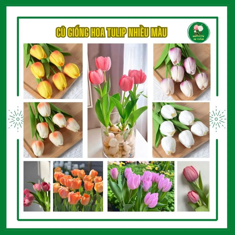 Củ giống hoa TULIP nhập khẩu Hà Lan chuẩn giống