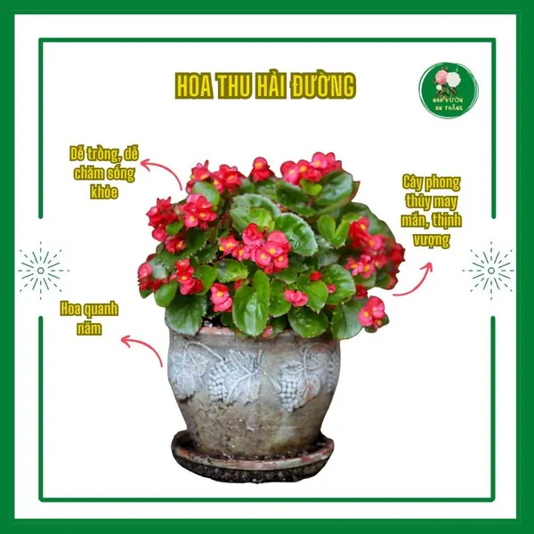 Giống hoa thu hải đường sẵn hoa trang trí thảm sân v