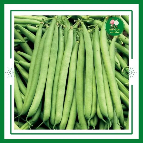 Gói to 100g hạt giống đỗ cove trắng chất lượng cao
