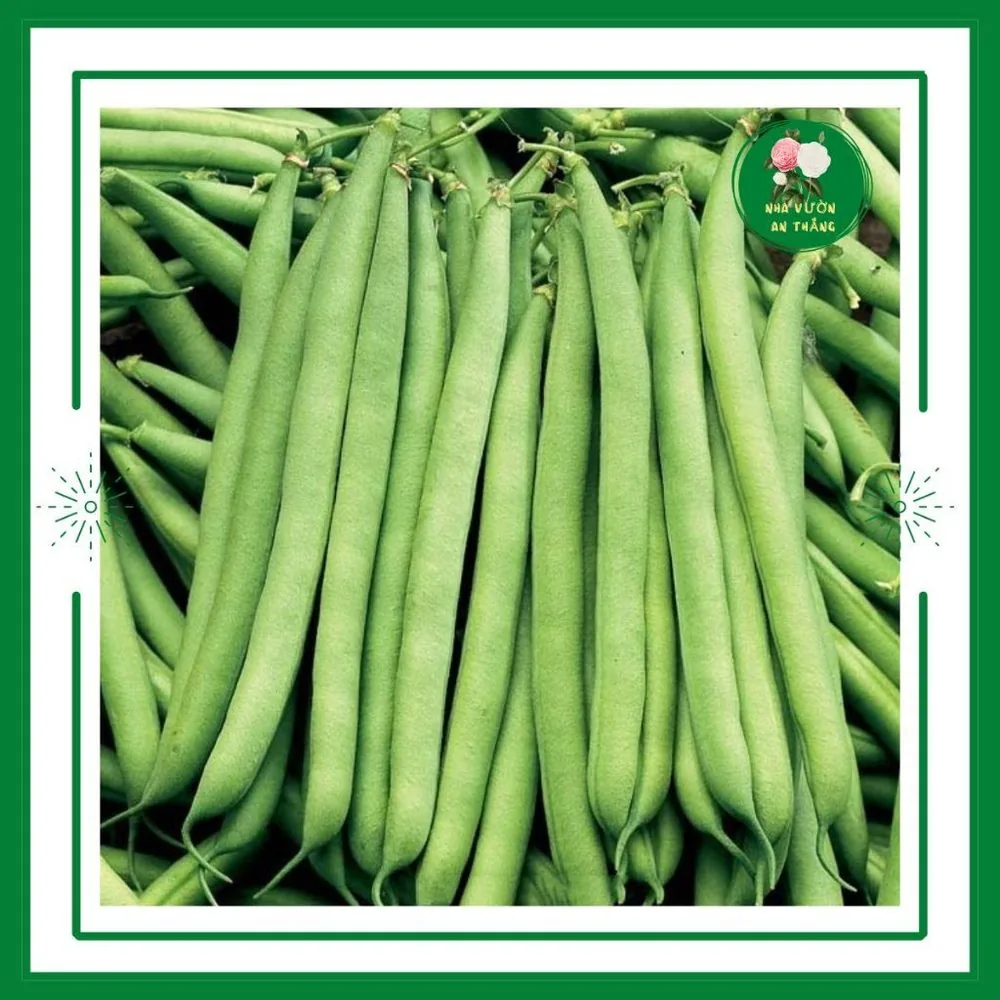 Gói to 100g hạt giống đỗ cove trắng chất lượng cao