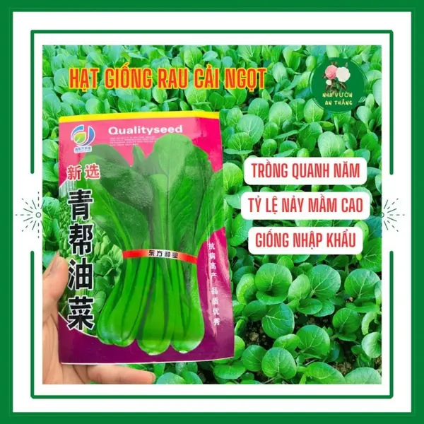 Hạt giống rau cải ngọt xanh nhập khẩu chịu nhiệt tốt