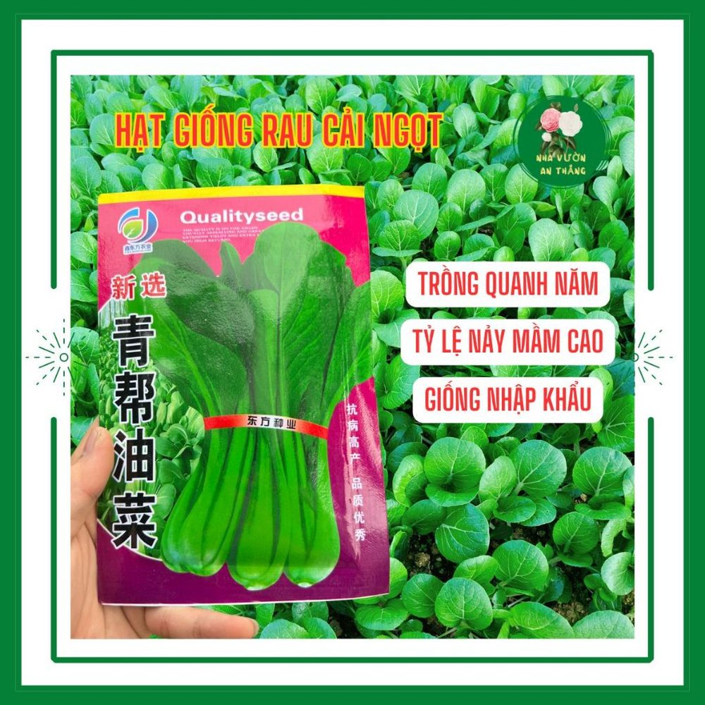 Hạt giống rau cải ngọt xanh nhập khẩu chịu nhiệt tốt
