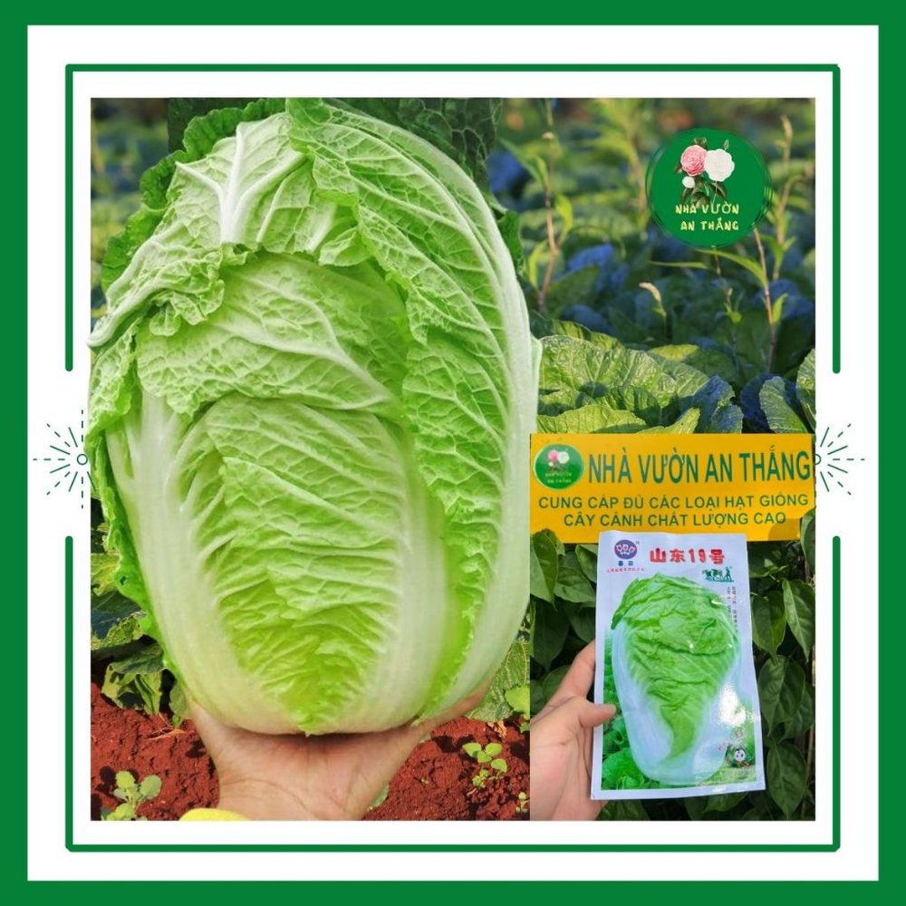 Hạt giống rau cải thảo cuộn bẹ trắng nhâp khẩu chịu
