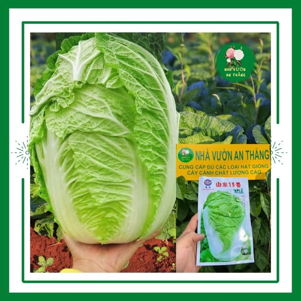 Hạt giống rau cải thảo cuộn bẹ trắng nhâp khẩu chịu