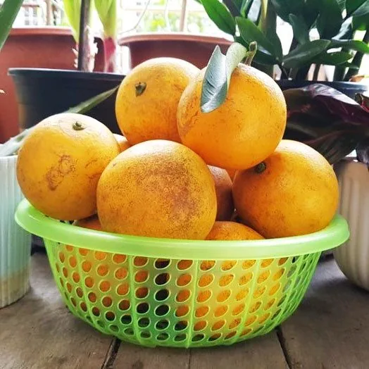 [HN] Cam Vinh Lục Ngạn Bắc Giang ngọt thơm
