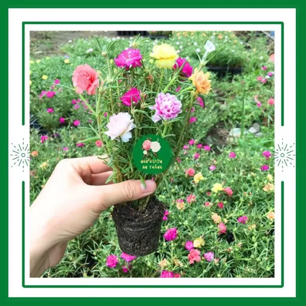 Hoa mười giờ mix nhiều màu sắc sẵn nụ dễ trồng