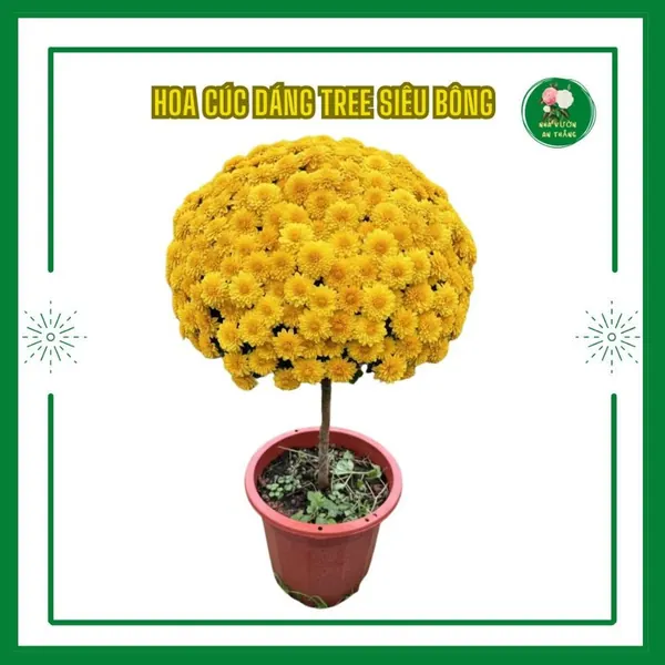 Hoa cúc dáng tree siêu bông