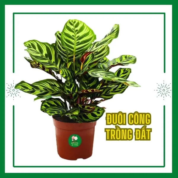 [ Bụi Lớn ] Cây đuôi công khổng tước đẹp xum trang trí nhà c