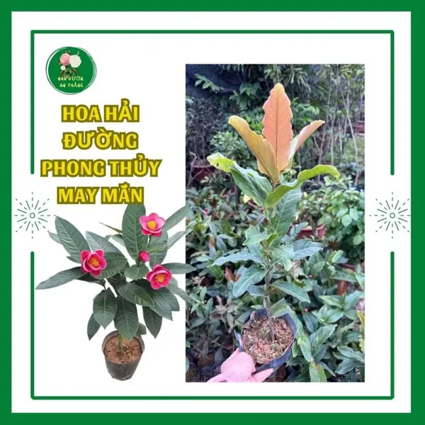 Cây giống hoa hải đường chuẩn