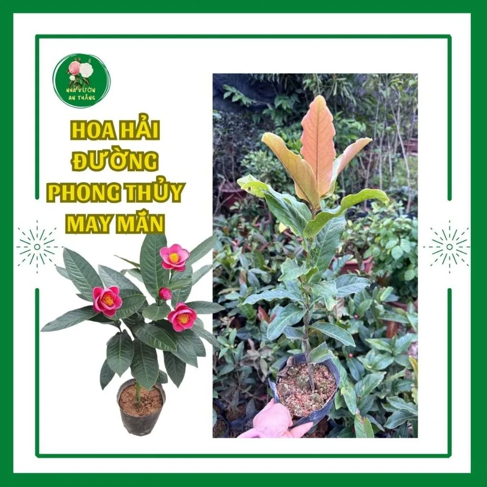 Cây giống hoa hải đường chuẩn