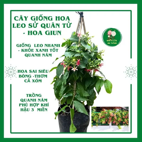Cây giống hoa leo sử quân tử