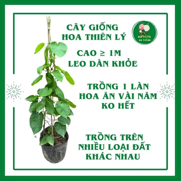 Cây giống hoa thiên lý cao sản siêu bông leo giàn