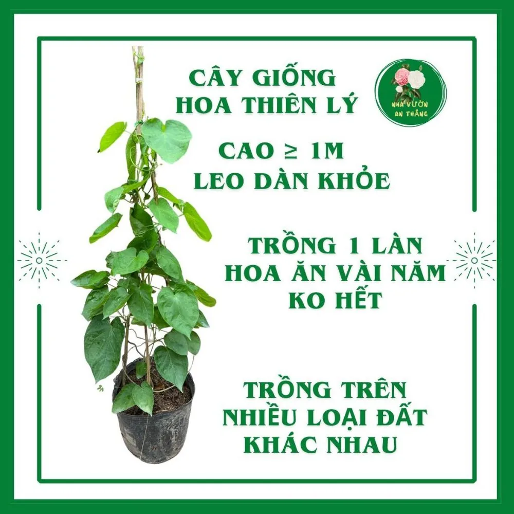 Cây giống hoa thiên lý cao sản siêu bông leo giàn