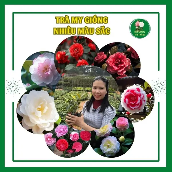 Cây giống hoa trà my nhiều màu sắc [ Hàng Việt Dễ Trồng ] 12