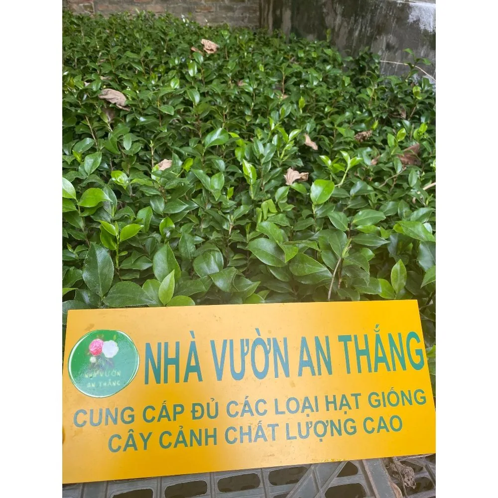 Cây giống hoa trà my Việt mix màu