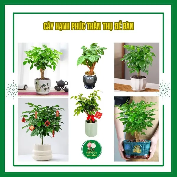 Cây hạnh phúc phong thuỷ thân thụ mini để bàn làm việc