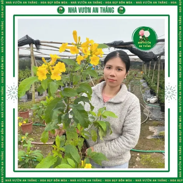 Cây hoa chuông vàng rực rỡ