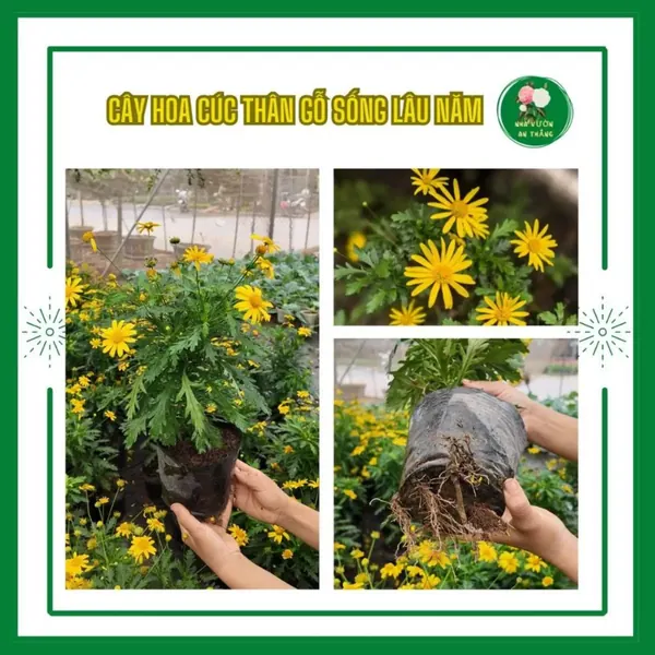 Cây hoa cúc thân gỗ sống lâu năm
