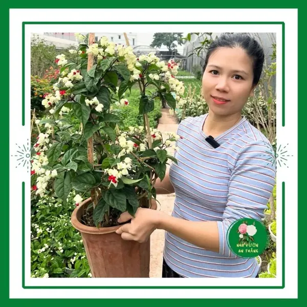 Cây hoa ngọc nữ trắng đỏ siêu bông đang nụ hoa