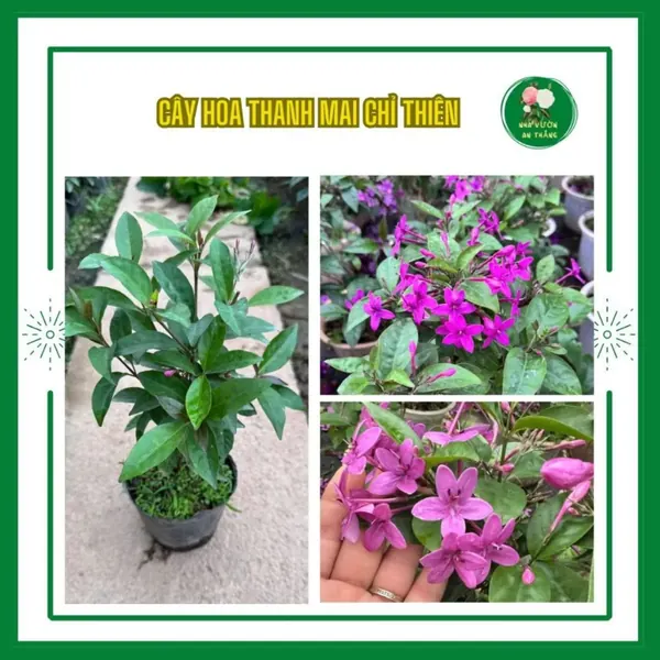 Cây hoa thanh mai