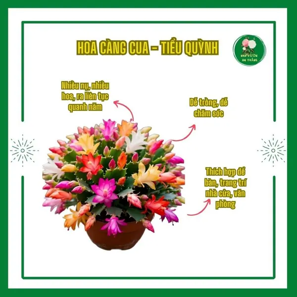 Cây hoa tiểu quỳnh