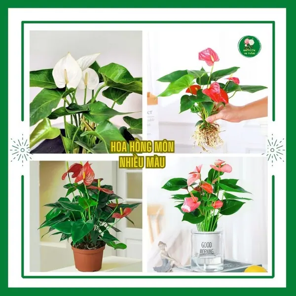 Cây Hồng môn Anthurium phong thủy có sẵn hoa