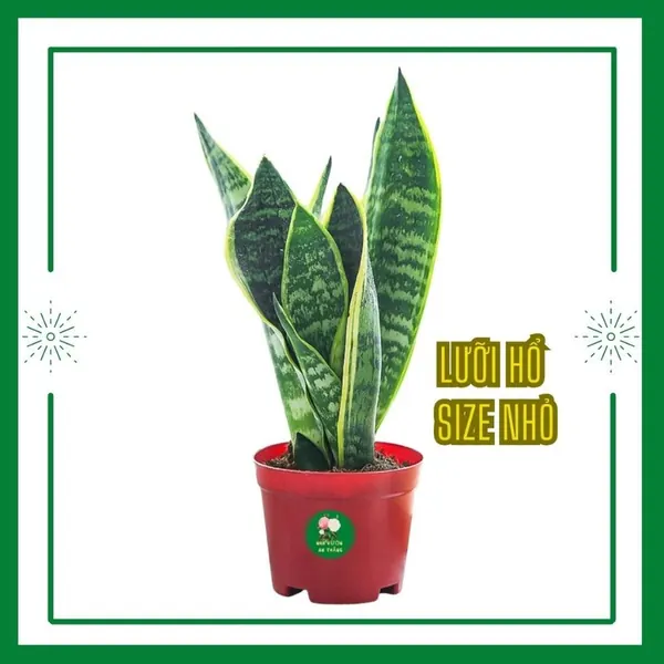 Cây lưỡi hổ phong thủy nhiều size