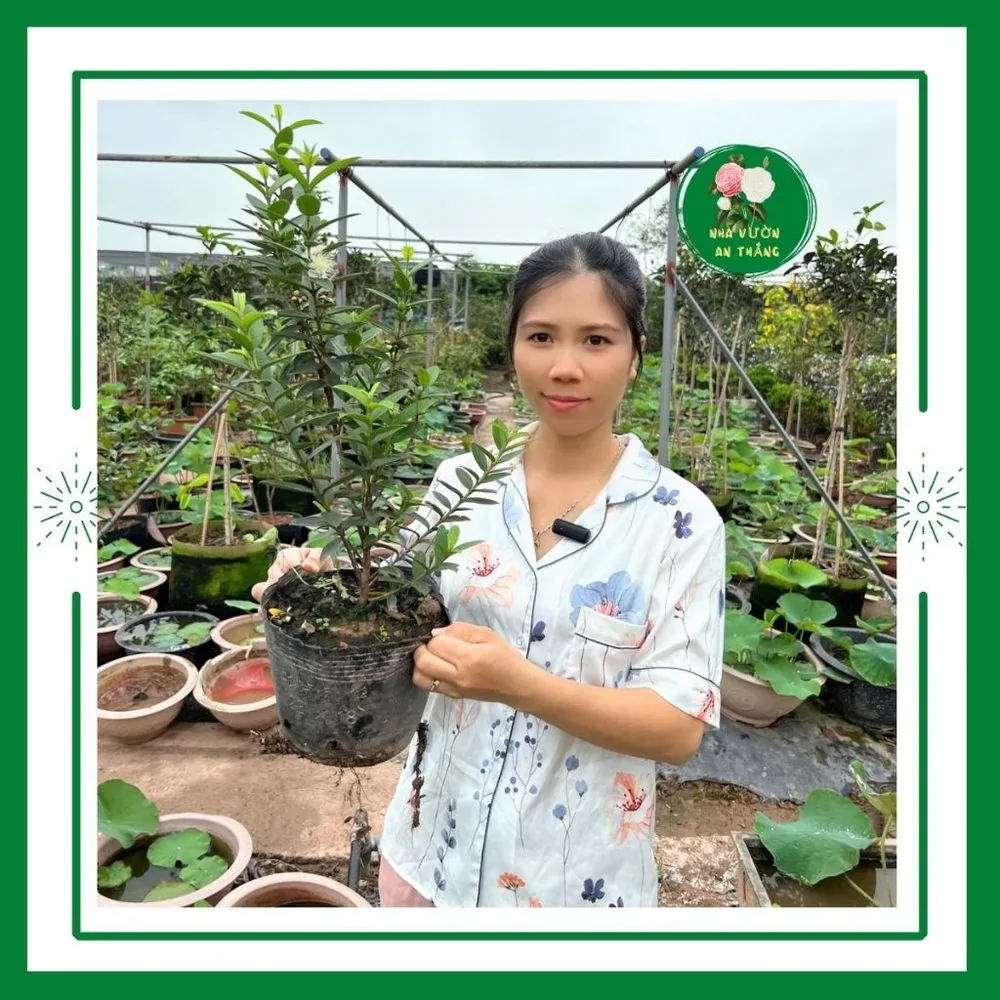 Cây ổi tàu lá nhỏ chuẩn giống dễ trồng