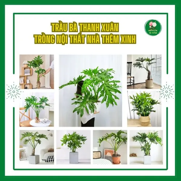 Cây Trầu Bà Thanh Xuân Trang Trí Nội Thất Nhà Thêm Xinh