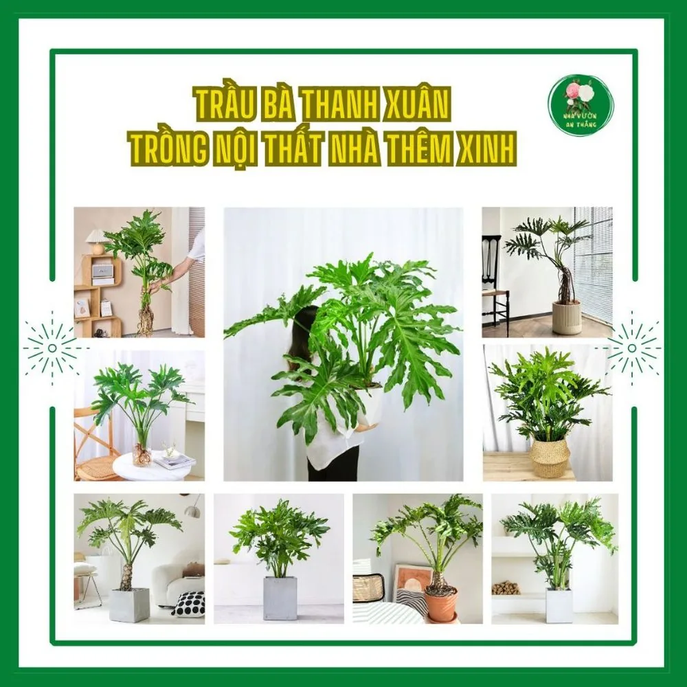Cây Trầu Bà Thanh Xuân Trang Trí Nội Thất Nhà Thêm Xinh