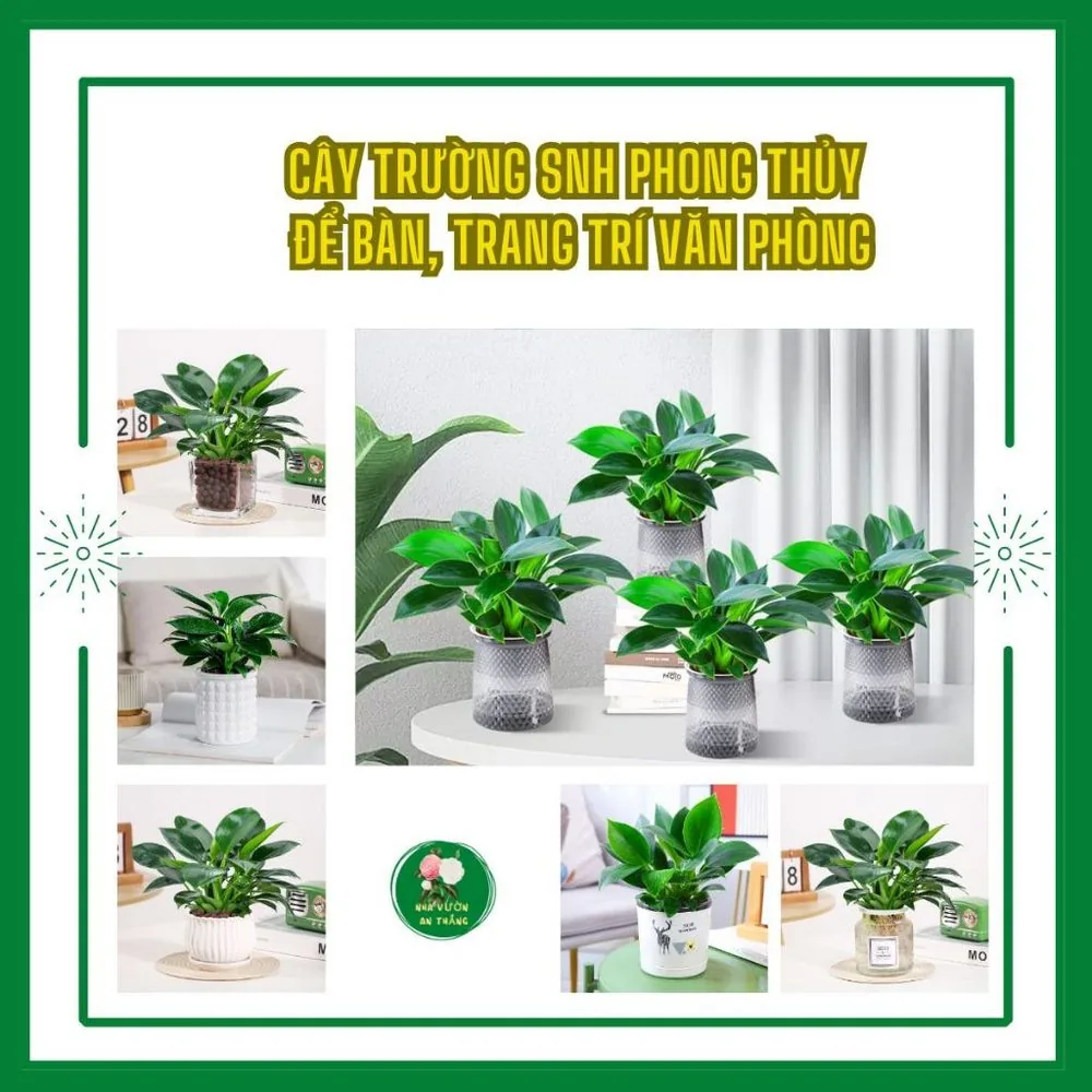 Cây Trường Sinh phong thủy để bàn hút may mắn