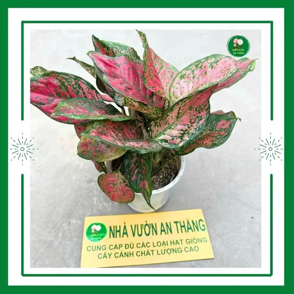 Cây vạn lộc phong thủy để bàn làm việc mang lại may mắn