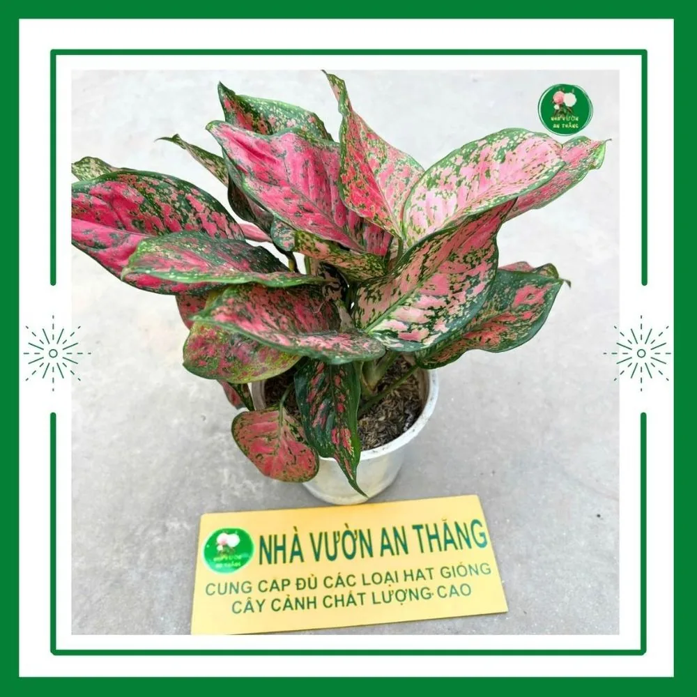 Cây vạn lộc phong thủy để bàn làm việc mang lại may mắn