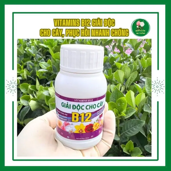 Chế phẩm Vitamin B12 giải độc và phục hồi cho cây bị sốc nhi