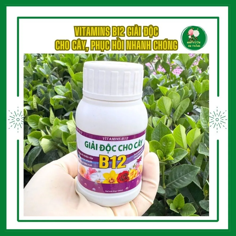 Chế phẩm Vitamin B12 giải độc và phục hồi cho cây bị sốc nhi