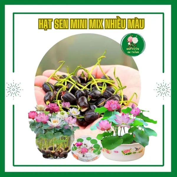 Combo 10 hạt giống hoa sen mini mix nhiều sắc màu trang trí