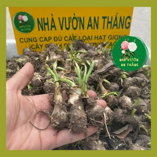 Củ giống hoa huệ ta trắng thơm ngát